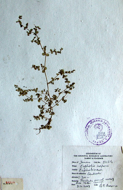 Official Record