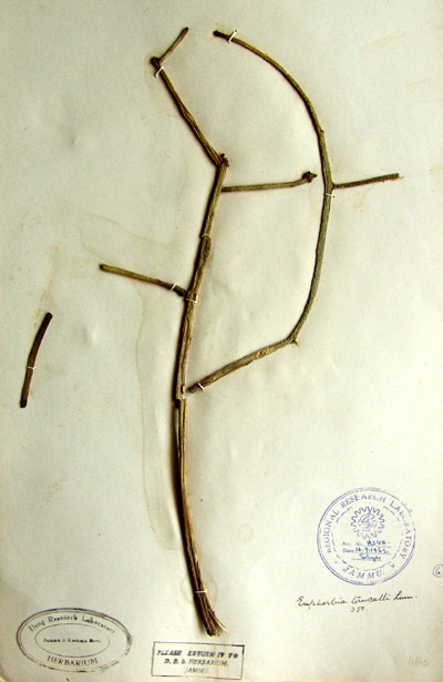 Official Record