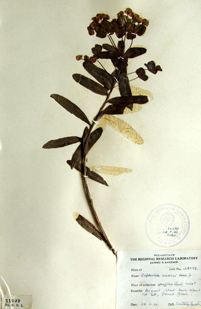 Official Record