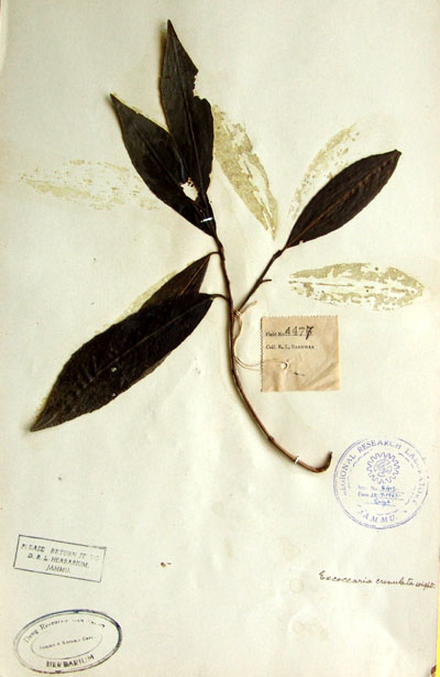 Official Record