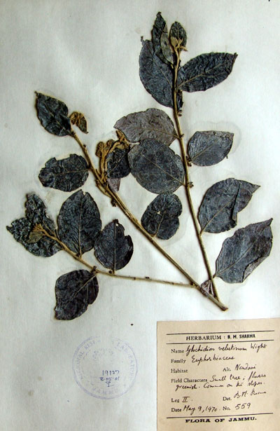 Official Record