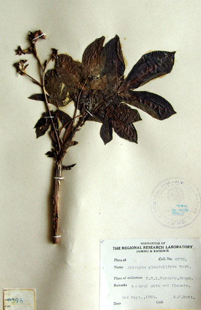 Official Record