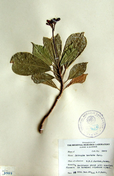 Official Record