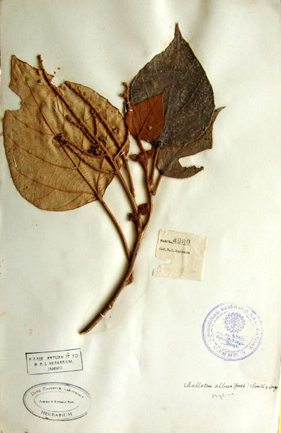 Official Record