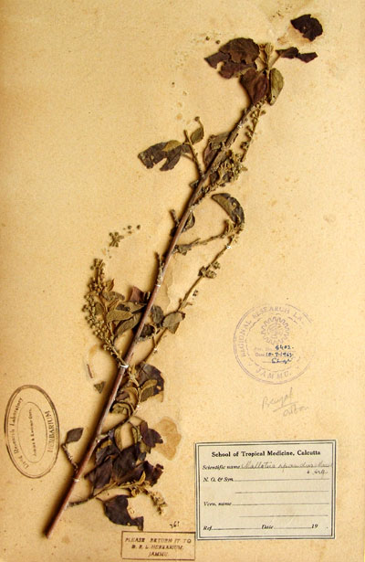 Official Record