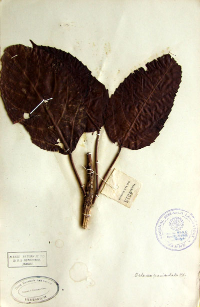 Official Record