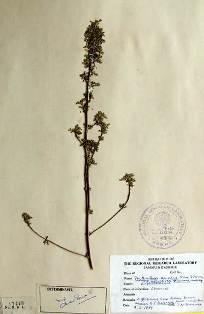 Official Record
