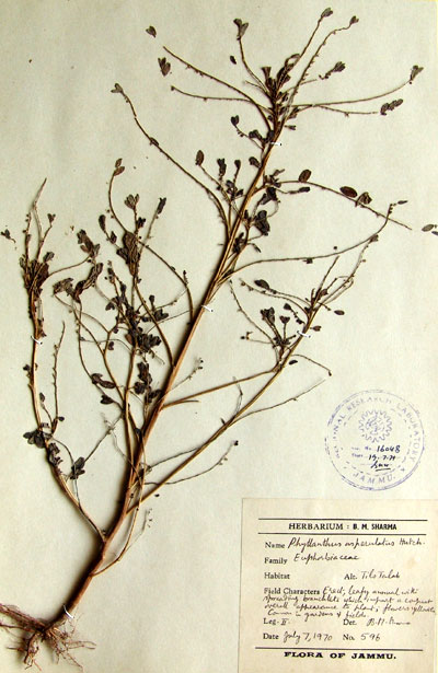 Official Record