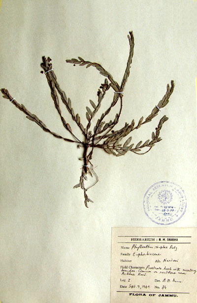 Official Record