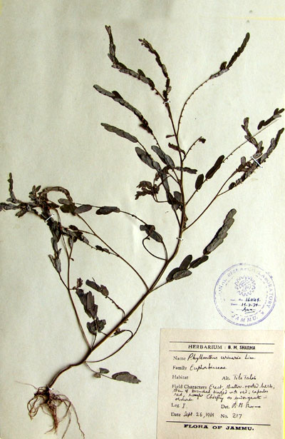 Official Record