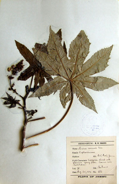 Official Record