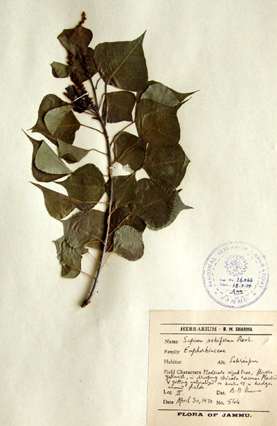 Official Record