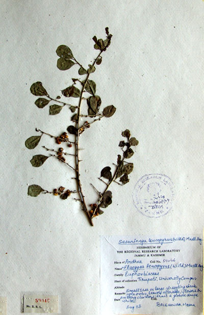 Official Record