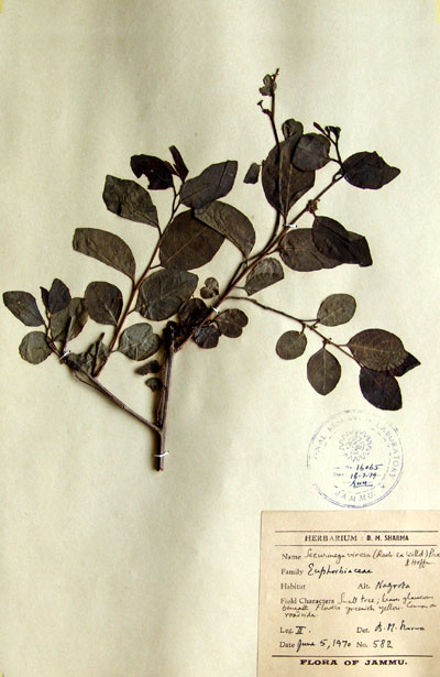 Official Record