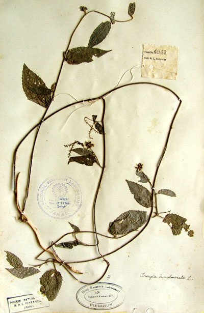 Official Record