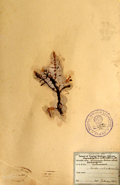 Official Record