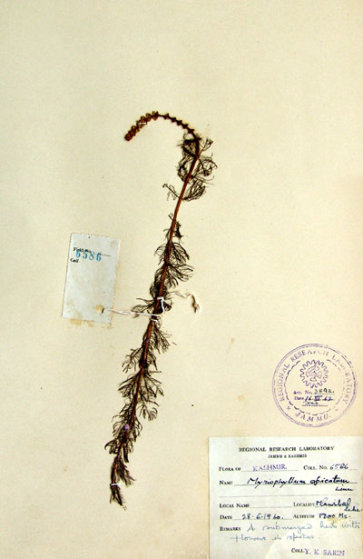 Official Record