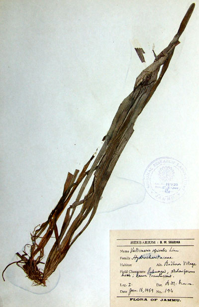 Official Record