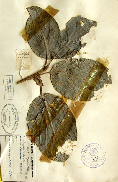 Official Record