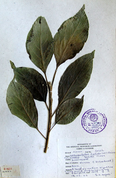Official Record
