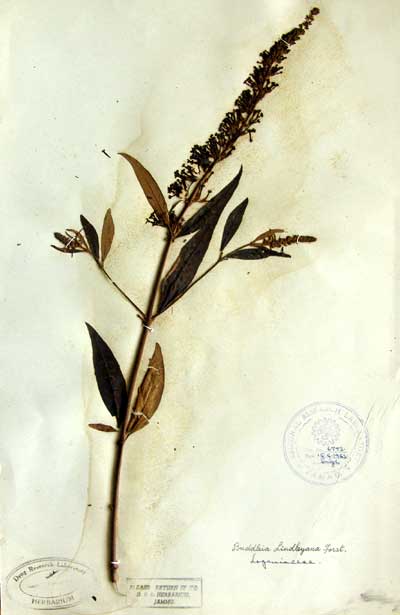 Official Record