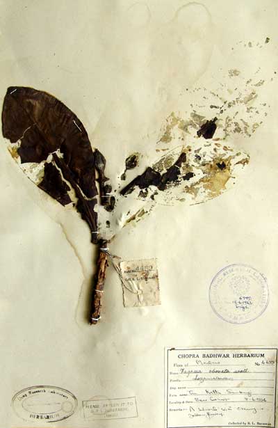 Official Record