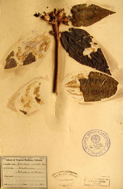 Official Record