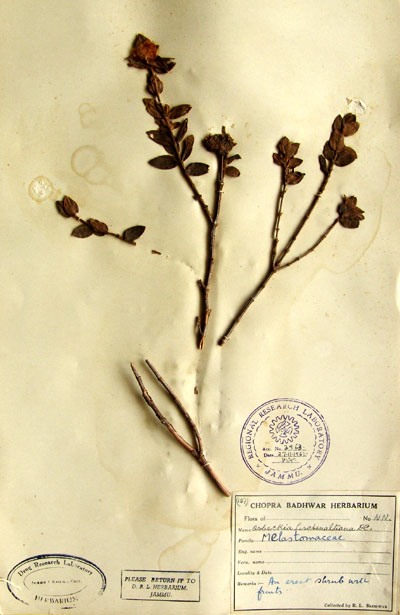 Official Record