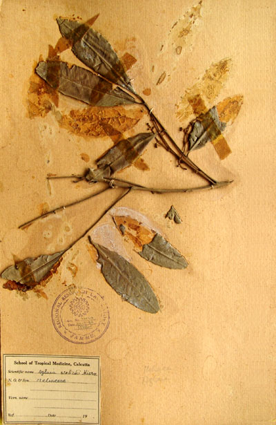 Official Record