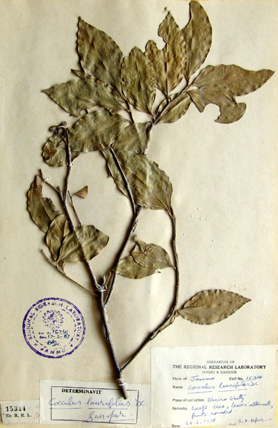Official Record