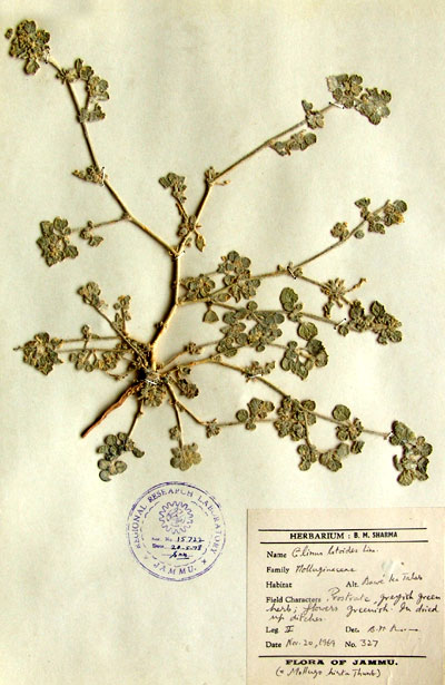 Official Record