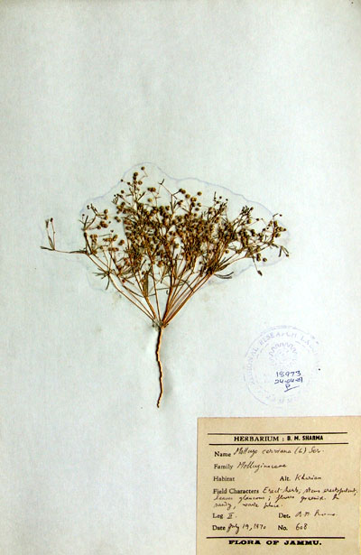 Official Record