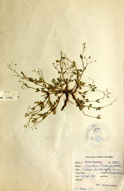 Official Record