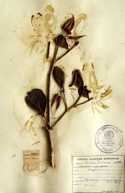 Official Record