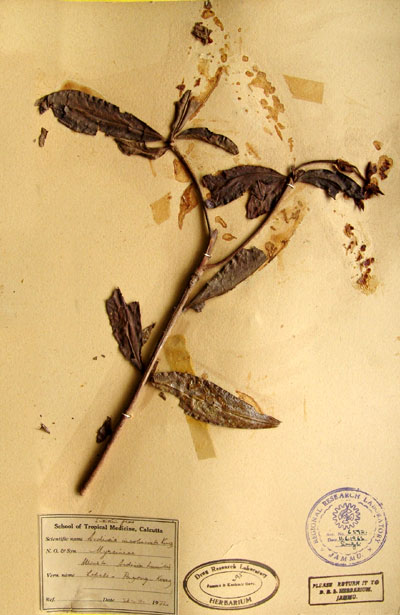 Official Record