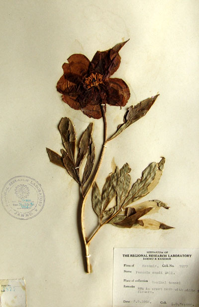 Official Record