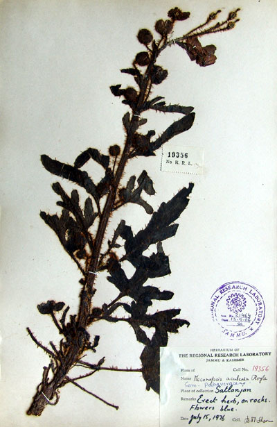 Official Record