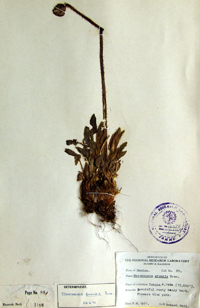 Official Record
