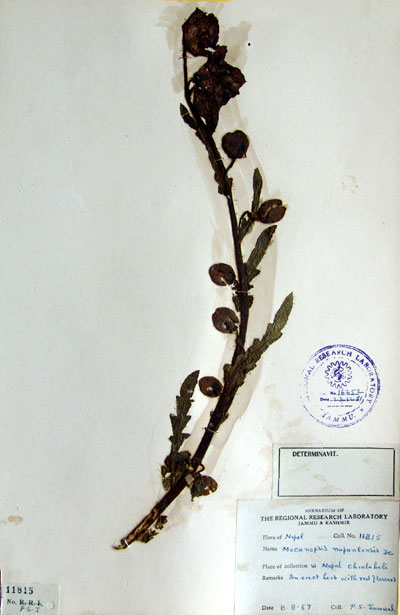 Official Record