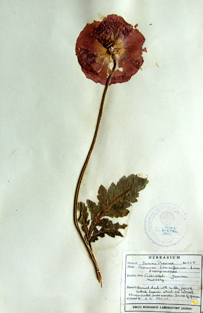 Official Record