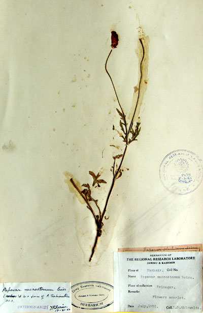 Official Record