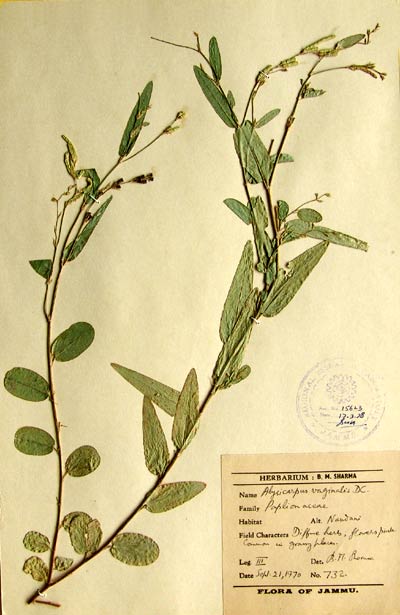 Official Record