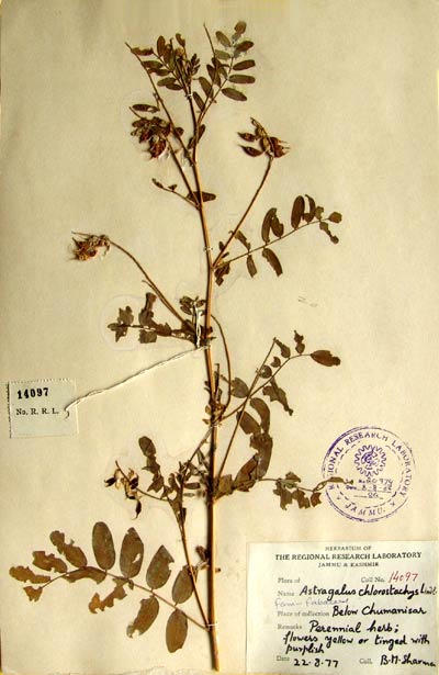 Official Record