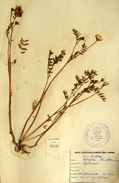 Official Record
