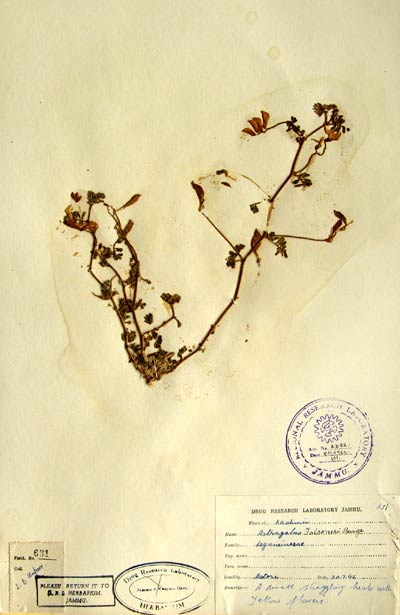 Official Record