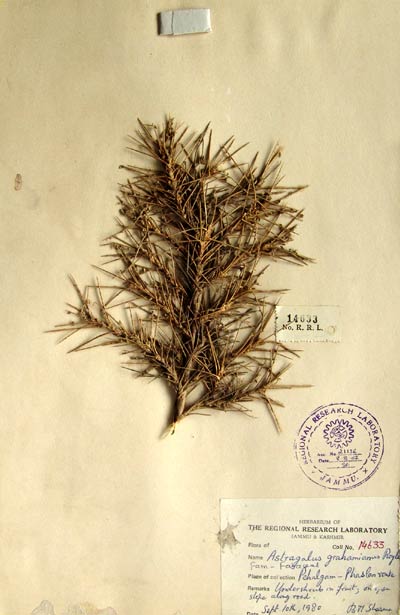 Official Record