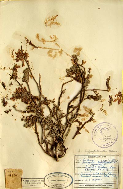 Official Record