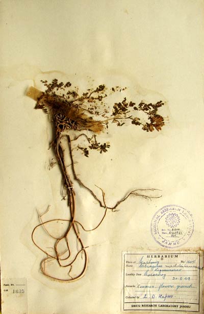 Official Record