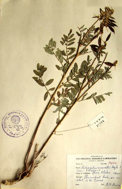 Official Record