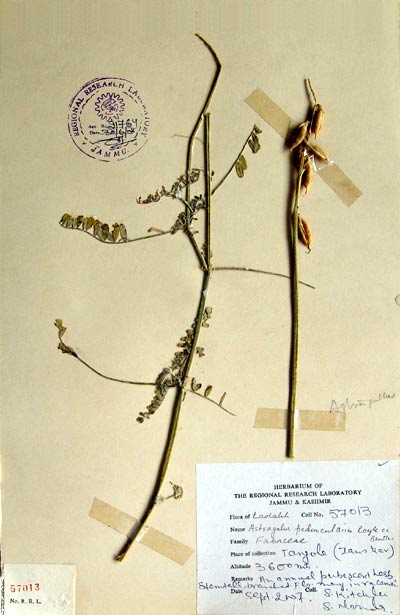 Official Record